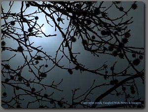photo26